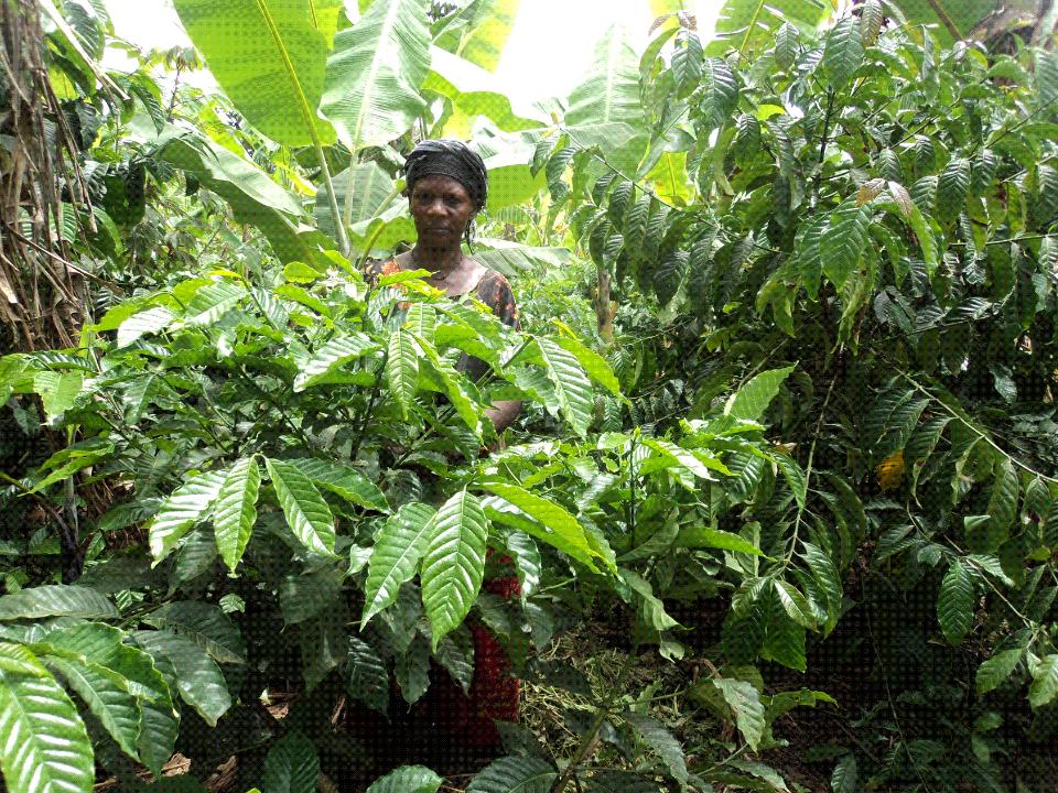 Borrower image